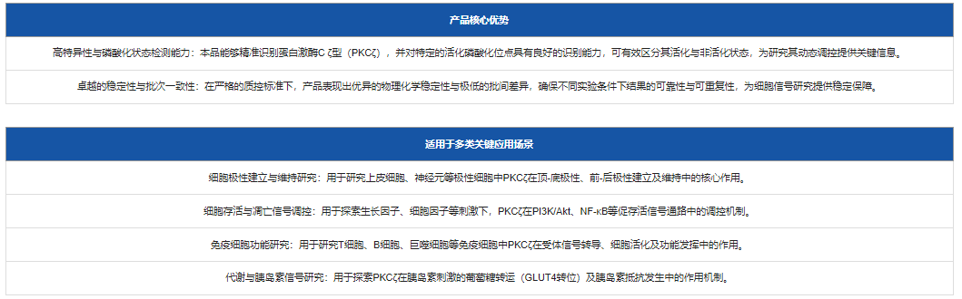 PKCζ如何调控常染色体显性多囊肾病的疾病进程？