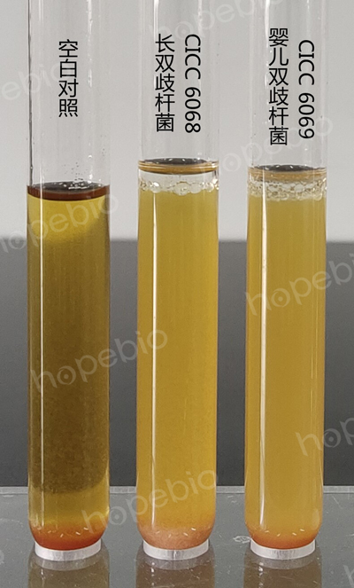 BBL液体培养基的原理及使用方法