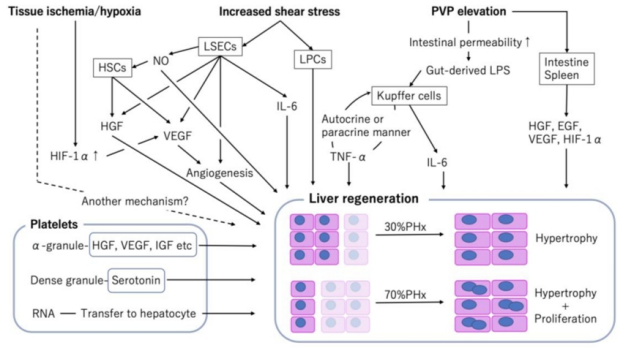 大鼠肝脏：切掉七成，还能“满血复活”？