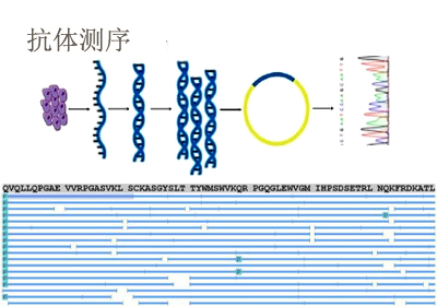 抗体测序服务