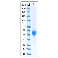 Recombinant Feline CD14 Protein，Animal Free, Carrier Free, Azide Free, ≥95%(SDS-PAGE)，阿拉丁