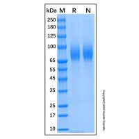 Recombinant Human Tau Protein，Animal Free, Carrier Free, ActiBioPure™, Bioactive, ≥95%(SDS-PAGE)，阿拉丁