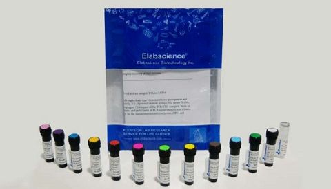 Elabscience®2026 新年大促，科研加速，福利加码