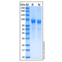 Recombinant Human G-CSFR/CD114 Protein，阿拉丁