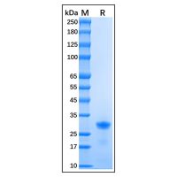 Recombinant Human p27 KIP 1 Protein，Carrier Free, Azide Free, ≥95%(SDS-PAGE)，阿拉丁
