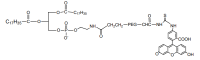 DSPE PEG Fluorescein, DSPE-PEG-FITC，≥95%, MW 2000 Da，阿拉丁