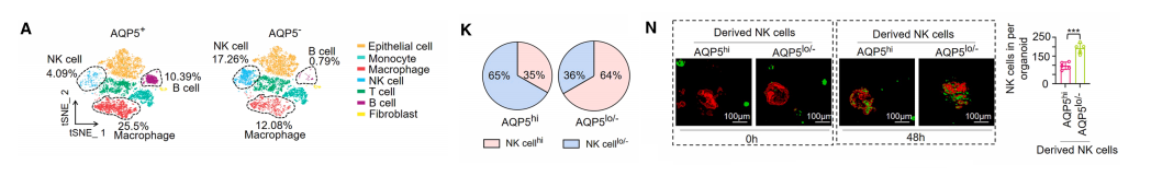 分子探针与表观遗传学研究好文分享：靶向AQP5介导的精氨酸剥夺可恢复胃癌干细胞的 NK 细胞抗肿瘤免疫