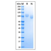 Recombinant Canine CD56 Protein，Animal Free, Carrier Free, Azide Free, ≥95%(SDS-PAGE)，阿拉丁