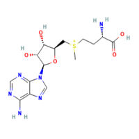 S-腺苷甲硫氨酸，485-80-3，32mM±2mM，阿拉丁