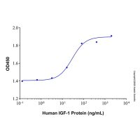 Recombinant Human IGF-I/IGF-1 Protein；阿拉丁无载体, 生物活性, ActiBioPure™, 高性能, ≥90%(SDS-PAGE), 见COA；阿拉丁
