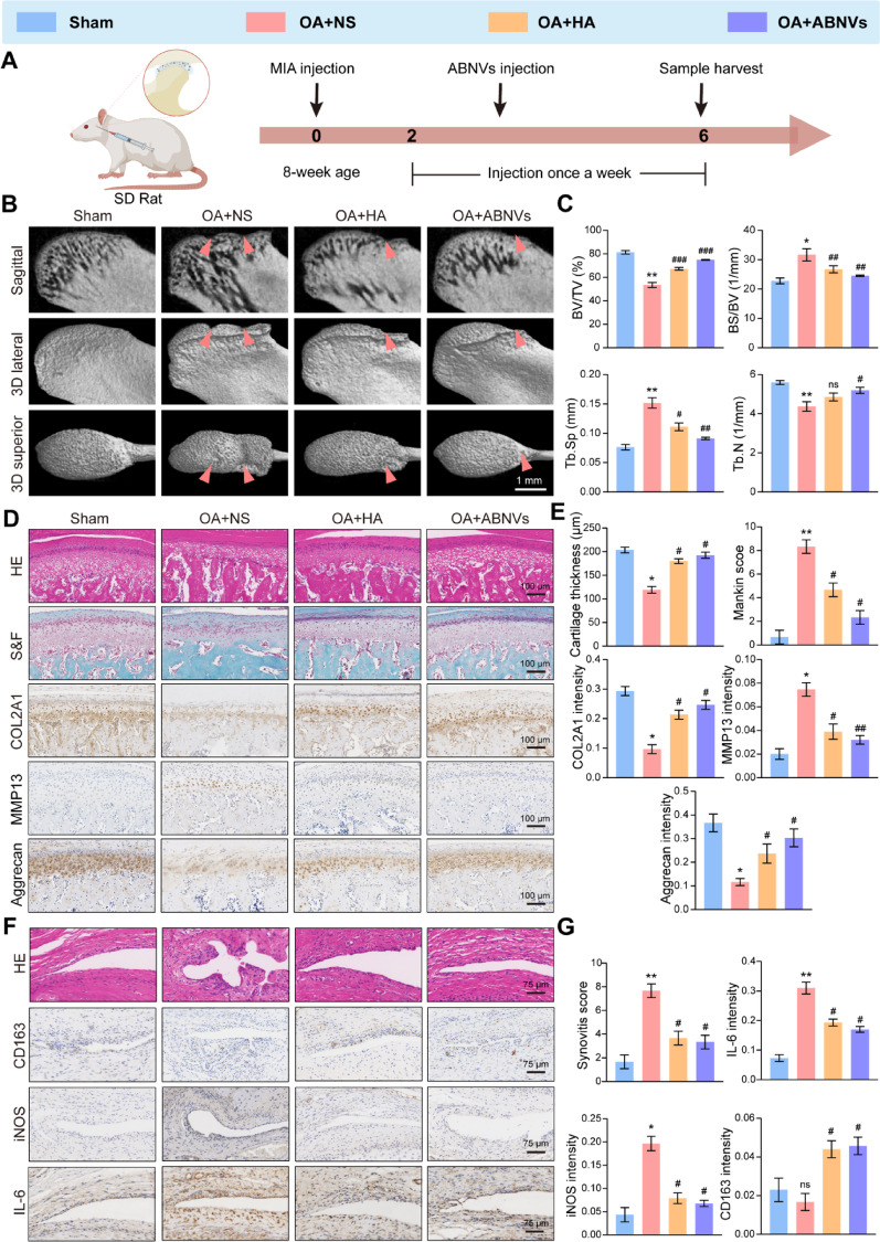 J Nanobiotechnology|12.6，牛膝来源ABNVs携CAT/SOD双酶，ROS清除+ JNK /FOXO1抑制双管齐下改善TMJOA-企业动态-丁香通