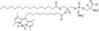 1-棕榈酰基-2-(二氟亚甲基二硼化硼)十一烷酰基-sn-甘油-3-磷酸-L-丝氨酸(铵盐),1246355-65-6,≥99%,阿拉丁
