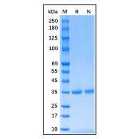 Recombinant Human PCNA Protein，Animal Free, Carrier Free, Azide Free, ≥95%(SDS-PAGE)，阿拉丁