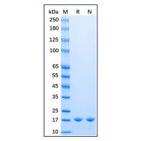 Recombinant Baker's yeast Sumo Protein，Carrier Free, Azide Free, ≥98%(SDS-PAGE)，阿拉丁