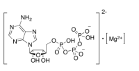 腺苷 5'-三磷酸镁盐，74804-12-9，≥95%, bacterial，阿拉丁