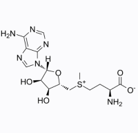 S-腺苷蛋氨酸,29908-03-0,Moligand™, 10mM in DMSO,阿拉丁