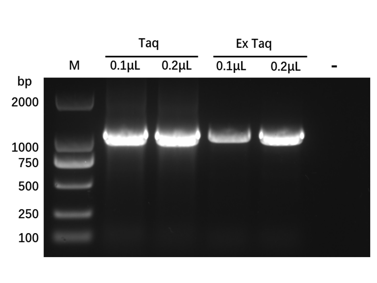 Recombinant Taq DNA Polymerase Protein，9012-90-2，阿拉丁