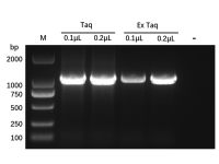 Recombinant Taq DNA Polymerase Protein，9012-90-2，阿拉丁