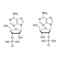 腺苷2'（3'）-单磷酸盐混合异构体，130-49-4，≥97%，阿拉丁