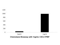 Recombinant Human CXCL7/PBP Protein,阿拉丁