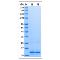 Recombinant Human Histone H4 Protein，Carrier Free, Azide Free, ≥90%(SDS-PAGE)，阿拉丁