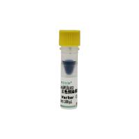 三色预染蛋白Marker(2.7-40KD)