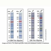 彩色预染蛋白分子量标准 (10-250kDa)