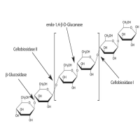 纤维素酶(载体为淀粉);EnzymoPure™, 来源于绿色木霉,≥20,000U/g,粉末;9012-54-8;阿拉丁