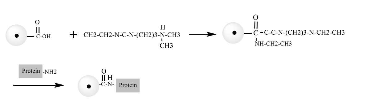 磁珠和蛋白/抗体标记技术服务-百欧泰生物