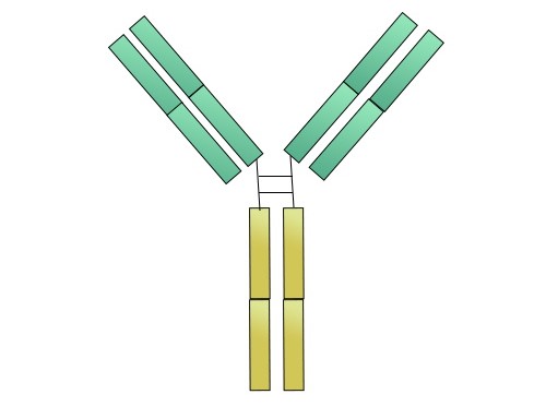 抗体片段化技术服务-百欧泰生物