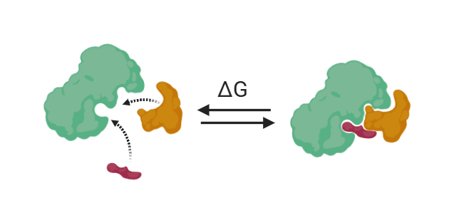 大肠杆菌蛋白共表达服务-百欧泰生物