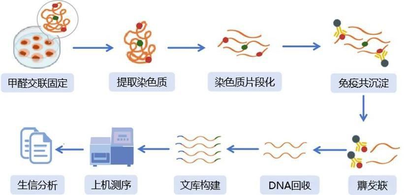 ChIP实验太复杂?这份实验指南请收好，看完就懂了。