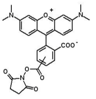 5(6)-TAMRA, 5(6)-羧基四甲基罗丹明琥珀酰亚胺酯，246256-50-8，≥95%，阿拉丁