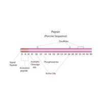 胃蛋白酶 来源于猪胃粘膜，9001-75-6，powder,≥250 units/mg solid，阿拉丁