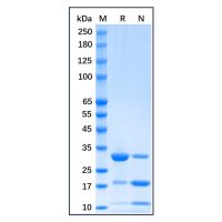 Recombinant mCherry Protein,Carrier Free, Azide Free, ≥90%(SDS-PAGE),阿拉丁