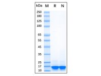 Recombinant Human Alpha-synuclein Protein，Carrier Free, Azide Free, ≥90%(SDS-PAGE)，阿拉丁
