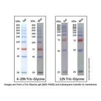彩色预染蛋白分子量标准 (25-300kDa)