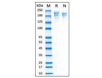 Recombinant Human Fibronectin Protein；Carrier Free, GMP, Animal Free, ≥95%(SEC-HPLC)；86088-83-7；阿拉丁