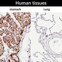 landingPage-255x255_11 (1).jpg