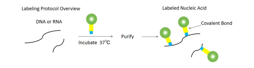 核酸标记技术服务