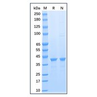 Recombinant Human GAPDH Protein,Carrier Free, Azide Free, ≥95%(SDS-PAGE),阿拉丁