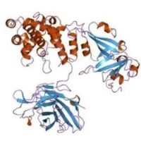 白喉毒素，≥95%，阿拉丁