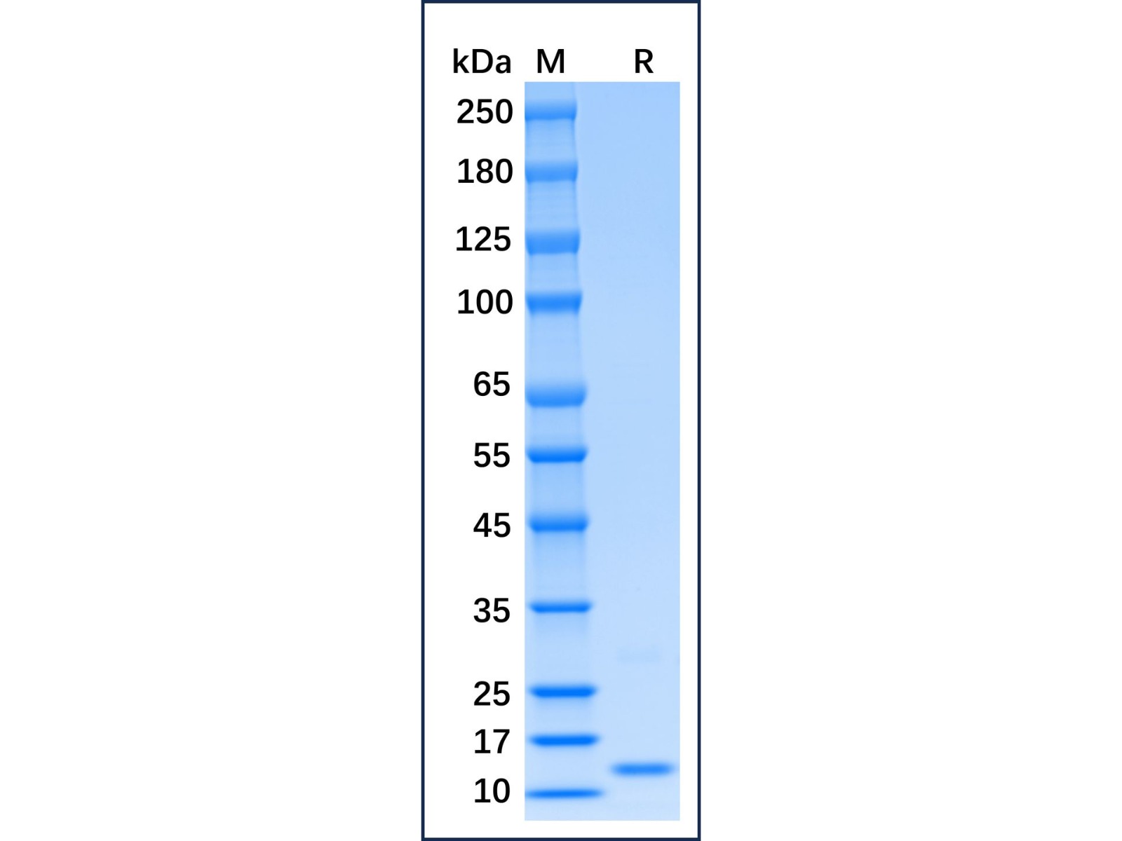 Recombinant Mouse IFN-gamma Protein,阿拉丁