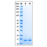Recombinant Human Histone H2B Protein,Carrier Free, Azide Free, ≥95%(SDS-PAGE),阿拉丁