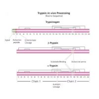 胰蛋白酶 来源于牛胰腺；EnzymoPure™, TPCK Treated, essentially salt-free, lyophilized powder,≥10,000 BAEE units/mg protein；9002-07-7；阿拉丁