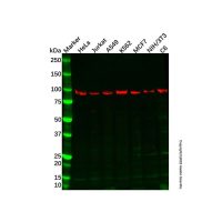 Recombinant p95/NBS1 Antibody，重组, ExactAb™, 已验证, Lot by Lot，阿拉丁