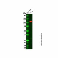 Recombinant JAK3 Antibody,ExactAb™, Validated, 重组, 1.5 mg/mL,阿拉丁