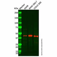 DUSP4 Antibody，ExactAb™, Validated, Carrier Free, 0.4 mg/mL，阿拉丁