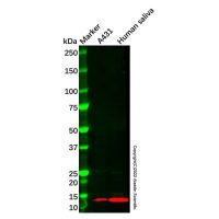 Recombinant S100A8 Antibody，ExactAb™, 已验证, 重组, Lot by Lot，阿拉丁