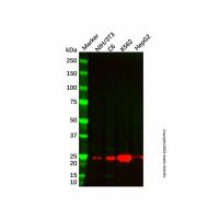 SOD2 Mouse mAb,Validated, High performance, Carrier Free, Azide Free, Animal Free, ≥95%(SDS-PAGE), 1.0 mg/mL,阿拉丁